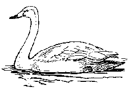 Лебедь-кликун (Cygnus cygnus)
