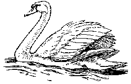 Лебедь-шипун (Cygnus olor) - справа